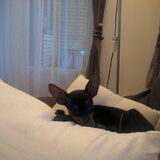 Foto van Chico en Louisa