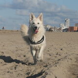 Groeten uit scheveningen