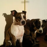 eerste hondjes vn quin.. Lexus&Onyx (hoe meer ik geniet van nova en…