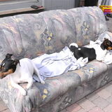 rambo en spike.....zijn twee lieve hondjes