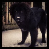Foto van Anouk & Balou<3