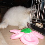 mikai 16/12/12