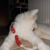 mikai 16/12/12