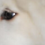 mikai zijn oog 16/12/12