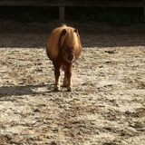 Foto van chantal Skye en Floki *Bailey *Devil en *Gizmo