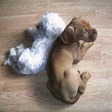 Toetie en pup Luna