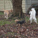 Foto van Muis,Vera, Papadopoulos, Odette, Annabelle en Ciska (Terra+, Dinky+, Saltarin+, Sam+, Zara+, Paco+)