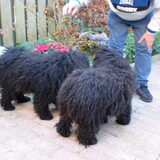 Foto van Annelies & Déru†, en de Puli,s Ixy en Kwint