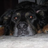 Lieve oude Maxi