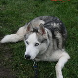 koda