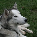koda