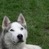 koda