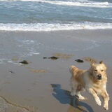 Dit is Chester, vanaf pup bij me.. Mijn lieverd