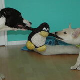 Djee als pup met spot