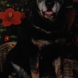 Rusty (°29-12-2001) 09-12-2012