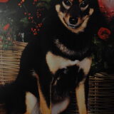 Kaylee (°13-06-2010) 09-12-2012