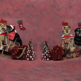 Jethro, Kaylee, Yuuka, Rusty 17-11-2012