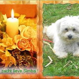 Foto van anja baasje van rambo  simba †