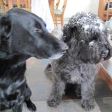Binnen warm worden... Links Spike(Mechelse herder X Flatcoat retriever…