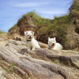 Donna en Cleo gaan mee op vakantie, dit was in 2008 in Bretagne