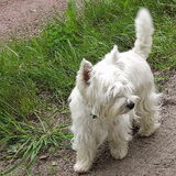 Donna ( 2007)