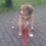 ik wil niet meer wandelen!!