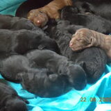1 van deze 2 bruintjes wordt onze nieuwe labrador...geboren op…