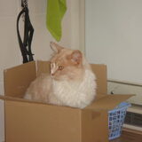 Onze man Dibbus