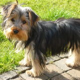 Dit is mijn hondje Kizzy (Silky terrier)