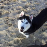 laika op het strand