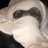 oosterse cane corso