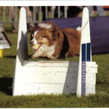 Onze Elroy in flyball actie