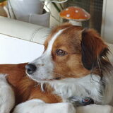 Duke 1 jaar en 3 maanden