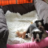 Hier wat foto's van onze Boston Terrier.
