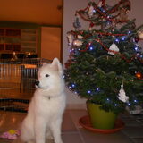 mikai december 2012