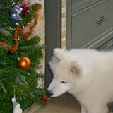 mikai december 2012
