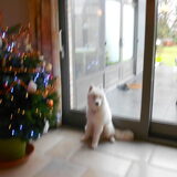 mikai december 2012