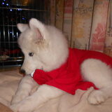 mikai 29 december