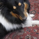Diaz,hij is ook een sheltie :)