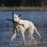 Onze witte herder lekker aan het zwemmen