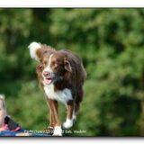Shasta op wedstrijd!