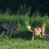 Spelende Honden