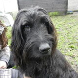 Met Laika op de wei