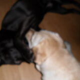 Foto van Buffy & Bailey