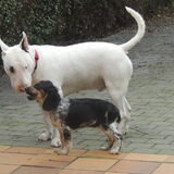 hummer en lady op ons terras (lady haar 2dag bij ons )