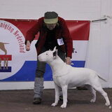 onze hummer op show ,toen 2de plaats gewonnen . ook hier 11 maand oud