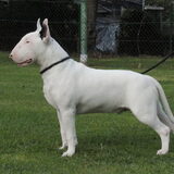 Foto van spike