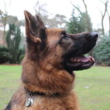 Foto van Roos en Max