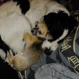 Is dit niet het schattigste wat je ooit hebt gezien awh