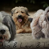 Foto van liesbeth,Turbo,Luna, Levi en Faith